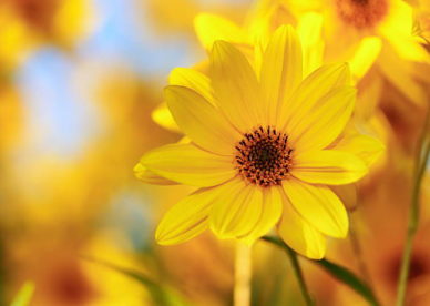 أجمل وأحلى ورد أصفر من الطبيعة - صور ورد وزهور Rose Flower images